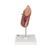 Kidney Model with Adrenal Gland, 2 part, 1014211 [K12], Urology Models (Small)