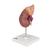 Kidney Model with Adrenal Gland, 2 part, 1014211 [K12], Urology Models (Small)