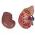 Kidney Model with Adrenal Gland, 2 part, 1014211 [K12], Urology Models (Small)