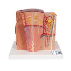 3B MICROanatomy Kidney Model, 1000301 [K13], Microanatomy Models 