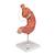 Human Stomach Model with Gastric Band, 2 part, 1012787 [K15/1], Digestive System Models (Small)