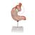 Human Stomach Model with Gastric Band, 2 part, 1012787 [K15/1], Digestive System Models (Small)