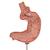 Human Stomach Model with Gastric Band, 2 part, 1012787 [K15/1], Digestive System Models (Small)