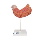 Human Stomach Model, 2 part, 1000302 [K15], Digestive System Models