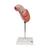 Human Stomach Model, 2 part, 1000302 [K15], Digestive System Models (Small)