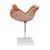 Human Stomach Model, 2 part, 1000302 [K15], Digestive System Models (Small)