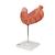 Human Stomach Model, 2 part, 1000302 [K15], Digestive System Models (Small)