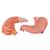 Human Stomach Model, 2 part, 1000302 [K15], Digestive System Models (Small)