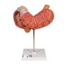 Human Stomach Model, 3 part, 1000303 [K16], Digestive System Models