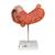 Human Stomach Model, 3 part, 1000303 [K16], Digestive System Models (Small)