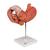 Human Stomach Model, 3 part, 1000303 [K16], Digestive System Models (Small)