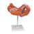 Human Stomach Model, 3 part, 1000303 [K16], Digestive System Models (Small)