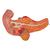 Human Stomach Model, 3 part, 1000303 [K16], Digestive System Models (Small)