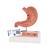 Human Stomach Section Model with Ulcers, 1000304 [K17], Digestive System Models (Small)