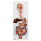 Human Digestive System Model, 2 part, 1000306 [K20], Digestive System Models