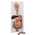 Human Digestive System Model, 2 part, 1000306 [K20], Digestive System Models (Small)