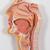 Human Digestive System Model, 2 part, 1000306 [K20], Digestive System Models (Small)