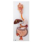 Human Digestive System Model, 3 part, 1000307 [K21], Digestive System Models