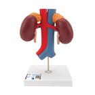 Human Kidneys Model with Vessels - 2 Part, 1000308 [K22/1], Urology Models