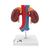 Human Kidneys Model with Vessels - 2 Part, 1000308 [K22/1], Urology Models (Small)