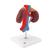 Human Kidneys Model with Vessels - 2 Part, 1000308 [K22/1], Urology Models (Small)