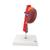 Human Kidneys Model with Vessels - 2 Part, 1000308 [K22/1], Urology Models (Small)