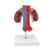 Human Kidneys Model with Vessels - 2 Part, 1000308 [K22/1], Urology Models (Small)