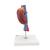 Human Kidneys Model with Vessels - 2 Part, 1000308 [K22/1], Urology Models (Small)