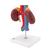 Human Kidneys Model with Vessels - 2 Part, 1000308 [K22/1], Urology Models (Small)