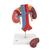 Human Kidneys Model with Vessels - 2 Part, 1000308 [K22/1], Urology Models (Small)