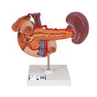 Life-Size Model of Rear Organs of Upper Abdomen, 1000309 [K22/2], Urology Models