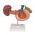 Life-Size Model of Rear Organs of Upper Abdomen, 1000309 [K22/2], Digestive System Models (Small)