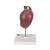 Life-Size Model of Rear Organs of Upper Abdomen, 1000309 [K22/2], Urology Models (Small)