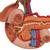 상복부의 내분비 기관 모형 Rear organs of the upper abdomen, 1000309 [K22/2], 소화기 모형 (Small)