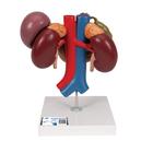 Human Kidneys Model with Rear Organs of Upper Abdomen, 3 part, 1000310 [K22/3], Urology Models