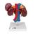 Human Kidneys Model with Rear Organs of Upper Abdomen, 3 part, 1000310 [K22/3], Digestive System Models (Small)