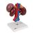 Human Kidneys Model with Rear Organs of Upper Abdomen, 3 part, 1000310 [K22/3], Digestive System Models (Small)