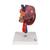 Human Kidneys Model with Rear Organs of Upper Abdomen, 3 part, 1000310 [K22/3], Urology Models (Small)