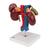 Human Kidneys Model with Rear Organs of Upper Abdomen, 3 part, 1000310 [K22/3], Urology Models (Small)