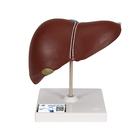 Liver Model with Gall Bladder, 1014209 [K25], Digestive System Models