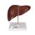 Liver Model with Gall Bladder, 1014209 [K25], Digestive System Models (Small)