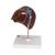 Liver Model with Gall Bladder, 1014209 [K25], Digestive System Models (Small)