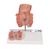 Hemorrhoid Model, 1000315 [K27], Digestive System Models (Small)