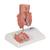 Hemorrhoid Model, 1000315 [K27], Digestive System Models (Small)