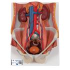 Dual Sex Urinary System Model, 6 part, 1000317 [K32], Urology Models