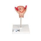 Embryo Modell, 2. Monat, 1000323 [L10/2], Mensch