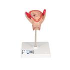 Модель эмбриона, 2 мес. - 3B Smart Anatomy, 1000323 [L10/2], Модели по оплодотворению и эмбриональному развитию человека