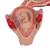 Embryo Modell, 2. Monat, 1000323 [L10/2], Mensch (Small)