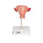 Модель плода, 3 мес. - 3B Smart Anatomy, 1000324 [L10/3], Модели по оплодотворению и эмбриональному развитию человека