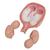 Twin Fetuses Model, 5th Month in Normal Position, 1000328 [L10/7], Pregnancy Models (Small)